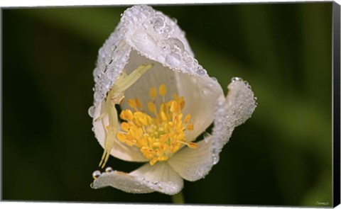 Framed North Shore White Flower With Dew Print