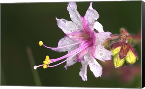 Framed White And Magenta Flower On Green Print