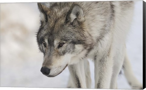 Framed Zoo Wolf 7 Print