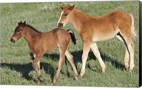 Framed Wildhorses 13 Print
