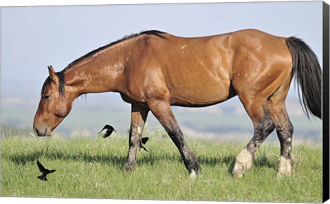 Framed Wildhorses 24 Print