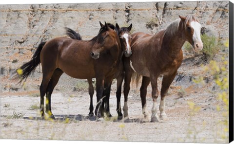 Framed Three Brown Horses Print