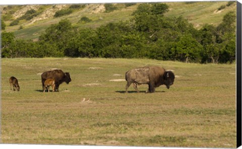 Framed Bison And Baby Bison Print