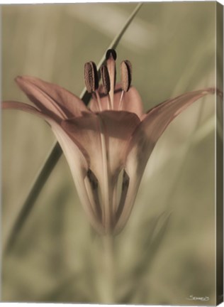 Framed Red Flower And Grass Blade Vertical Print