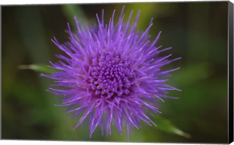Framed Shades Of Nature Purple Spiked Flower II Print