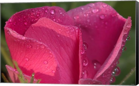 Framed Pink Flower Petals And Dew Closeup Print