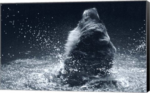 Framed Grizzly Splash Print