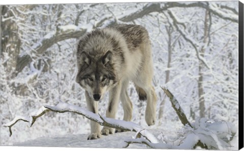 Framed Zoo Wolf 3 Print