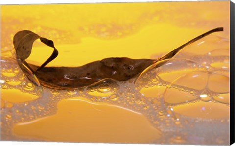Framed Leaf Floating In Yellow Water Print