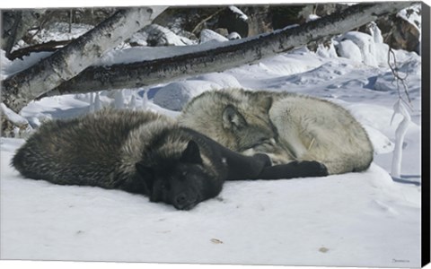 Framed Zoo Wolf 2 Print