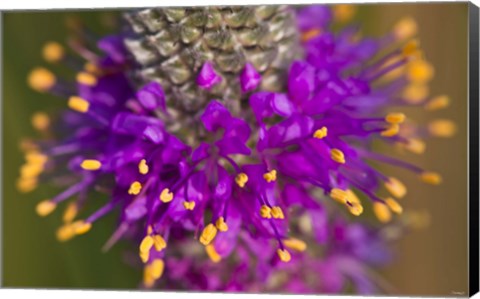 Framed Purple And Yellow Flower On Green Closeup Print