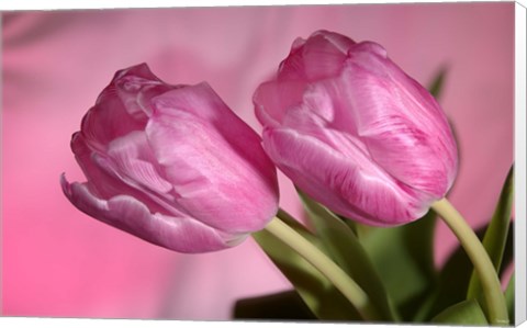 Framed Pink Tulip Duo Print