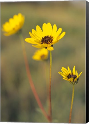 Framed Yellow Blooming Flower Trio Print