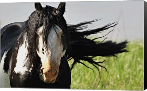Framed Wildhorses 1 Print