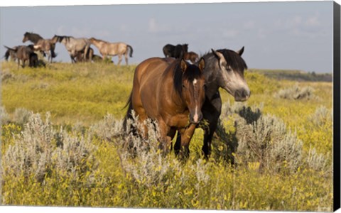 Framed Horses Grazing In Yellow And White Field II Print