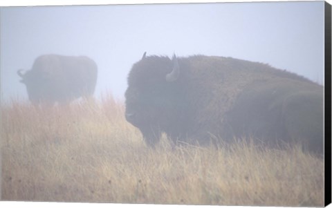Framed Theodore Roosevelt National Park Buffalo Print
