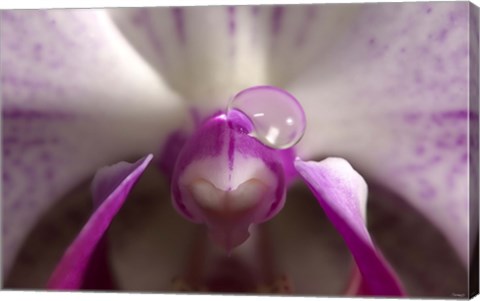 Framed Purple And White Spotted Flower With Raindrop Print
