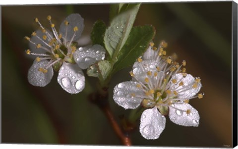 Framed Silver Flowers And Raindrops Print