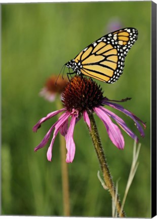 Framed Shades Of Nature Butterfly And Flower II Print