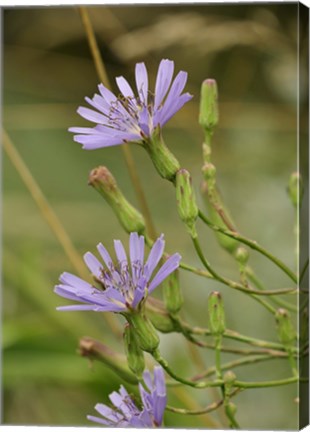 Framed Lavender Floral Blooms Print