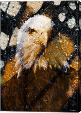 Framed American Bald Eagle I Print