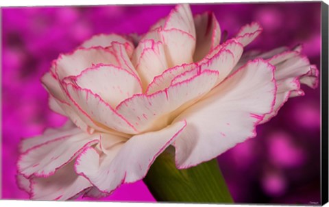 Framed Pink And White Carnation On Magenta II Print