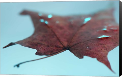 Framed Fall Leaf Floating Print