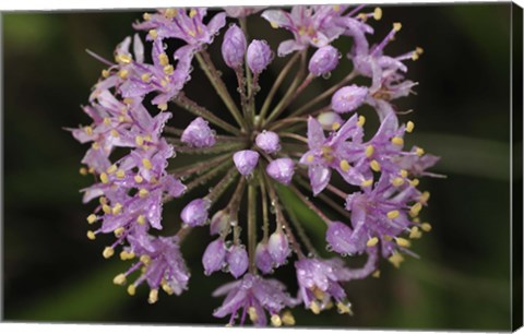 Framed Purple Buds Closeup Print