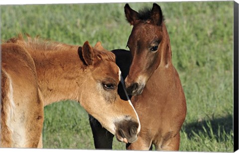 Framed Wildhorses 12 Print