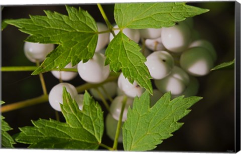 Framed Yellow And Pink Blooming Flower Print
