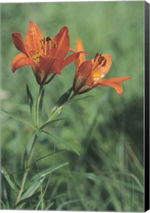 Framed Orange Tiger Lillies In Grass Print