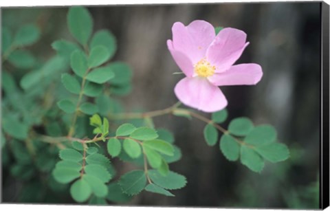 Framed Theodore Roosevelt National Park Flower 63 Print
