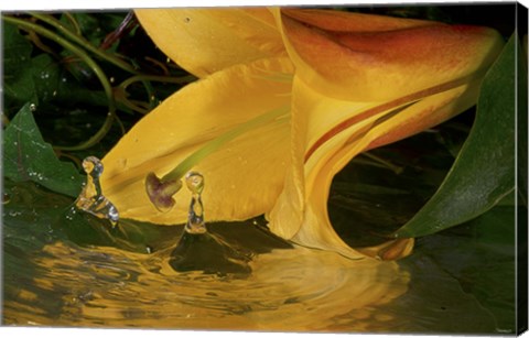 Framed Yellow Flower And Rippled Water Print