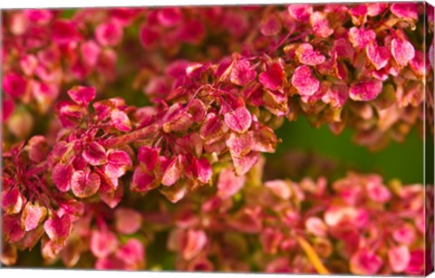Framed Pink Leaves Clustered On Branch Print