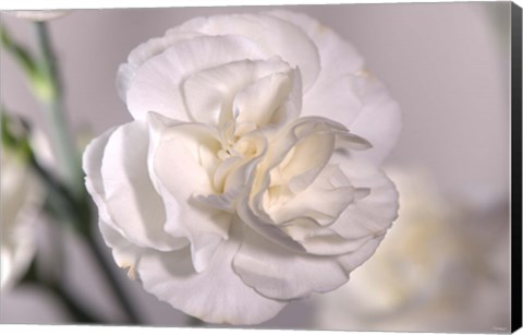 Framed White Flower And Stems Print