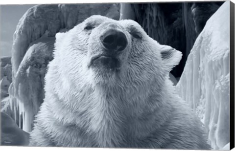 Framed Arctic Frost 2 Print