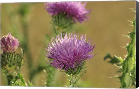 Framed Purple Blooms Print