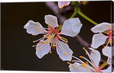 Framed White Flower And Petals Print