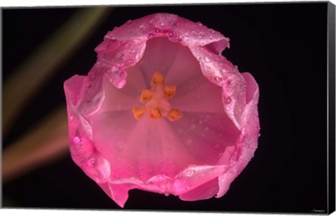 Framed Pink Inner Flower Print