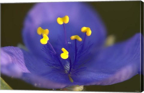 Framed Blue Flower With Yellow Stamen Print