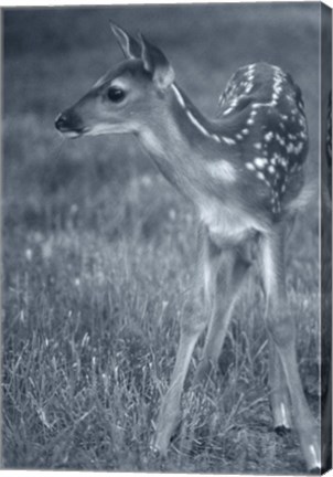 Framed Fawn 3 Print