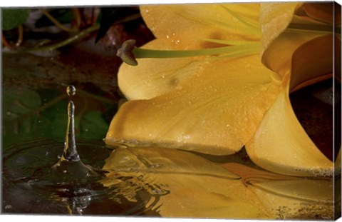 Framed Yellow Flower And Rippled Water Drop Print