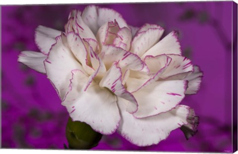 Framed Pink And White Carnation On Purple II Print
