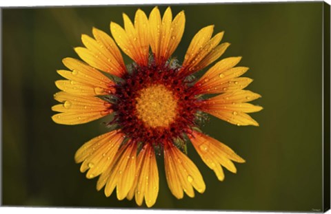Framed Yellow Flower With Red Center Print