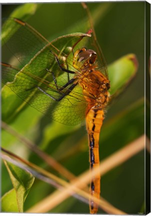 Framed Orange Dragonfly Under Green Leaf Print