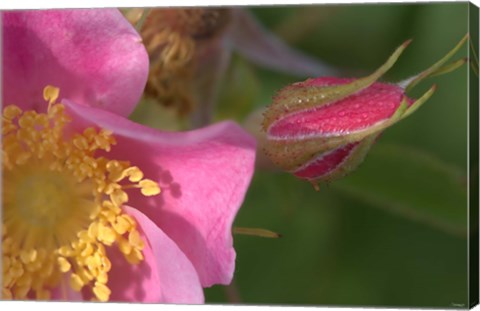 Framed Pink And Yellow Flower And Bud Print