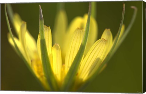 Framed Yellow Flower Petals On Green Print
