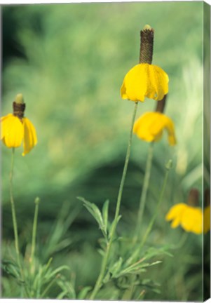 Framed Wild Yellow Flowers  In Grass I Print