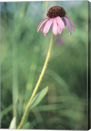 Framed Wild Pink Flower in Grass Print
