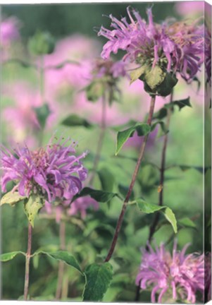Framed Wild Pink Flower Trio Print